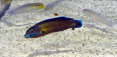 wholesale_coral - saltwater_fish saltwater_coral - rare corals - coralsdepot - Corals_Depot - live_corals - eye - catching - coral quality_marine_fish - quality - marine discoun