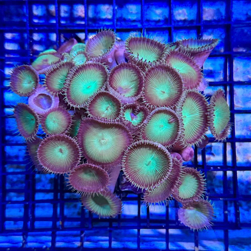 wholesale_coral - saltwater_fish saltwater_coral - rare corals - coralsdepot - Corals_Depot - live_corals - eye - catching - coral quality_marine_fish - quality - marine discoun