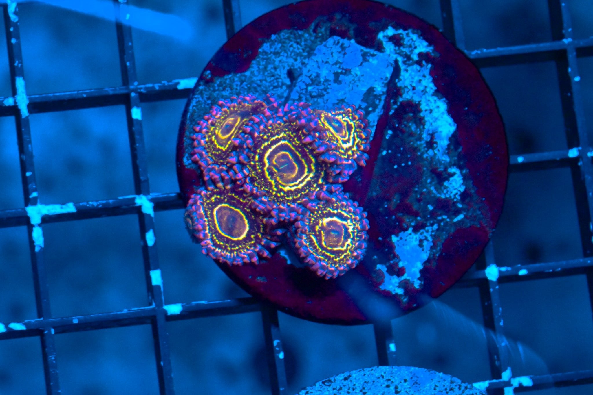OG Original Stratosphere Zoa Polyps - Corals Depot