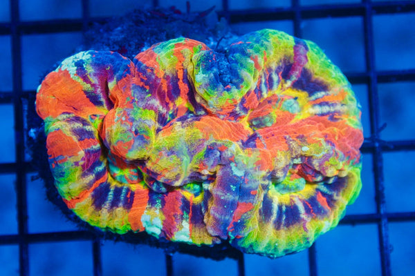 wholesale_coral - saltwater_fish saltwater_coral - rare corals - coralsdepot - Corals_Depot - live_corals - eye - catching - coral quality_marine_fish - quality - marine discoun