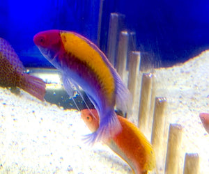 wholesale_coral - saltwater_fish saltwater_coral - rare corals - coralsdepot - Corals_Depot - live_corals - eye - catching - coral quality_marine_fish - quality - marine discoun