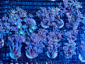 wholesale_coral - saltwater_fish saltwater_coral - rare corals - coralsdepot - Corals_Depot - live_corals - eye - catching - coral quality_marine_fish - quality - marine discoun