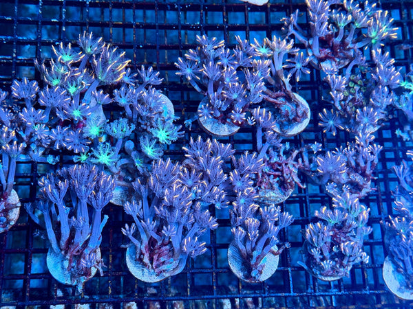 wholesale_coral - saltwater_fish saltwater_coral - rare corals - coralsdepot - Corals_Depot - live_corals - eye - catching - coral quality_marine_fish - quality - marine discoun