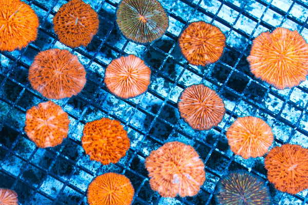 wholesale_coral - saltwater_fish saltwater_coral - rare corals - coralsdepot - Corals_Depot - live_corals - eye - catching - coral quality_marine_fish - quality - marine discoun