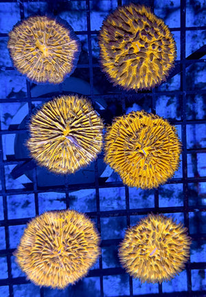 wholesale_coral - saltwater_fish saltwater_coral - rare corals - coralsdepot - Corals_Depot - live_corals - eye - catching - coral quality_marine_fish - quality - marine discoun