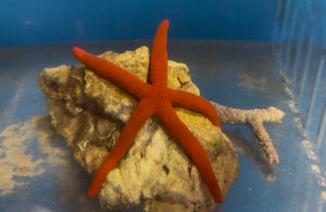 wholesale_coral - saltwater_fish saltwater_coral - rare corals - coralsdepot - Corals_Depot - live_corals - eye - catching - coral quality_marine_fish - quality - marine discoun
