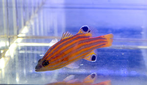 wholesale_coral - saltwater_fish saltwater_coral - rare corals - coralsdepot - Corals_Depot - live_corals - eye - catching - coral quality_marine_fish - quality - marine discoun