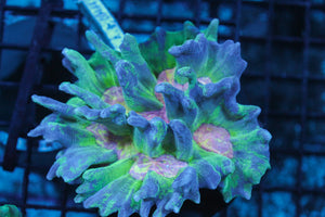 wholesale_coral - saltwater_fish saltwater_coral - rare corals - coralsdepot - Corals_Depot - live_corals - eye - catching - coral quality_marine_fish - quality - marine discoun