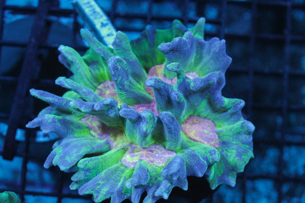 wholesale_coral - saltwater_fish saltwater_coral - rare corals - coralsdepot - Corals_Depot - live_corals - eye - catching - coral quality_marine_fish - quality - marine discoun