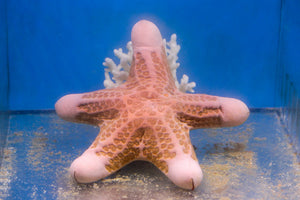 wholesale_coral - saltwater_fish saltwater_coral - rare corals - coralsdepot - Corals_Depot - live_corals - eye - catching - coral quality_marine_fish - quality - marine discoun