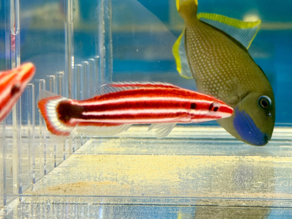 wholesale_coral - saltwater_fish saltwater_coral - rare corals - coralsdepot - Corals_Depot - live_corals - eye - catching - coral quality_marine_fish - quality - marine discoun