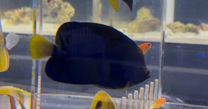 wholesale_coral - saltwater_fish saltwater_coral - rare corals - coralsdepot - Corals_Depot - live_corals - eye-catching-coral quality_marine_fish -quality-marine discoun