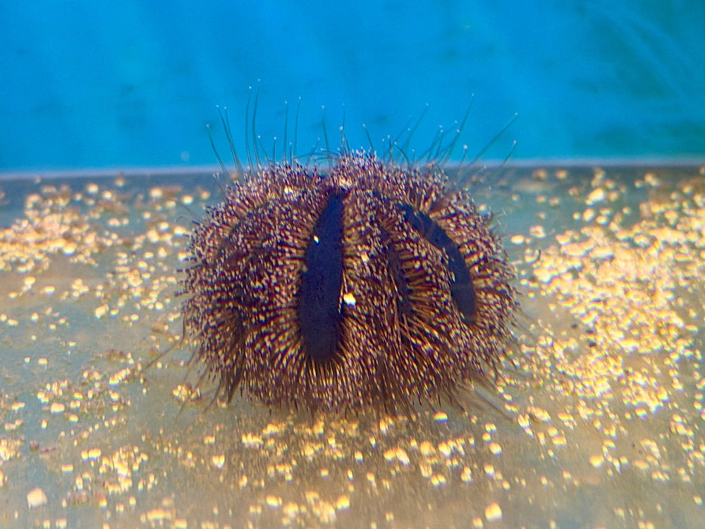 wholesale_coral - saltwater_fish saltwater_coral - rare corals - coralsdepot - Corals_Depot - live_corals - eye - catching - coral quality_marine_fish - quality - marine discoun