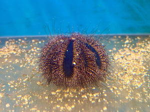 wholesale_coral - saltwater_fish saltwater_coral - rare corals - coralsdepot - Corals_Depot - live_corals - eye - catching - coral quality_marine_fish - quality - marine discoun