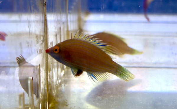 wholesale_coral - saltwater_fish saltwater_coral - rare corals - coralsdepot - Corals_Depot - live_corals - eye - catching - coral quality_marine_fish - quality - marine discoun