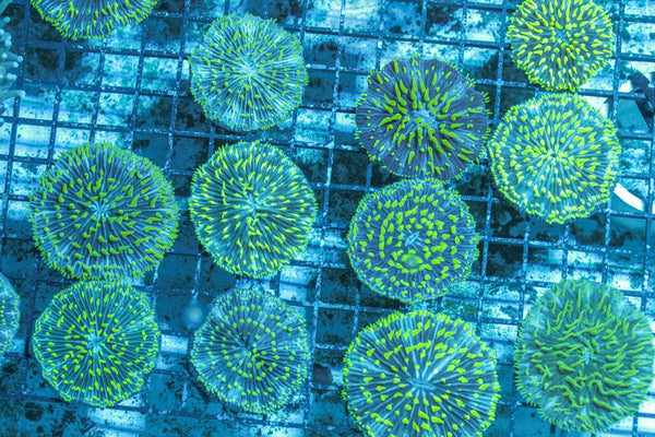 wholesale_coral - saltwater_fish saltwater_coral - rare corals - coralsdepot - Corals_Depot - live_corals - eye - catching - coral quality_marine_fish - quality - marine discoun