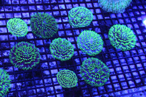 wholesale_coral - saltwater_fish saltwater_coral - rare corals - coralsdepot - Corals_Depot - live_corals - eye - catching - coral quality_marine_fish - quality - marine discoun