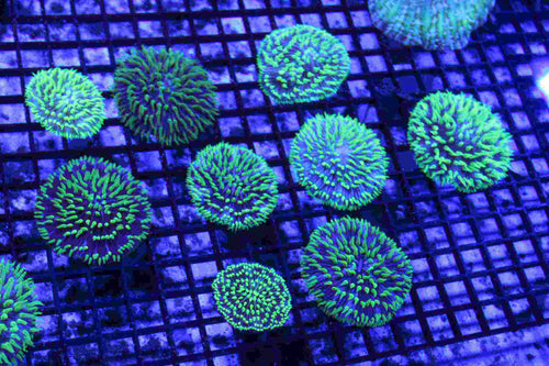 wholesale_coral - saltwater_fish saltwater_coral - rare corals - coralsdepot - Corals_Depot - live_corals - eye - catching - coral quality_marine_fish - quality - marine discoun