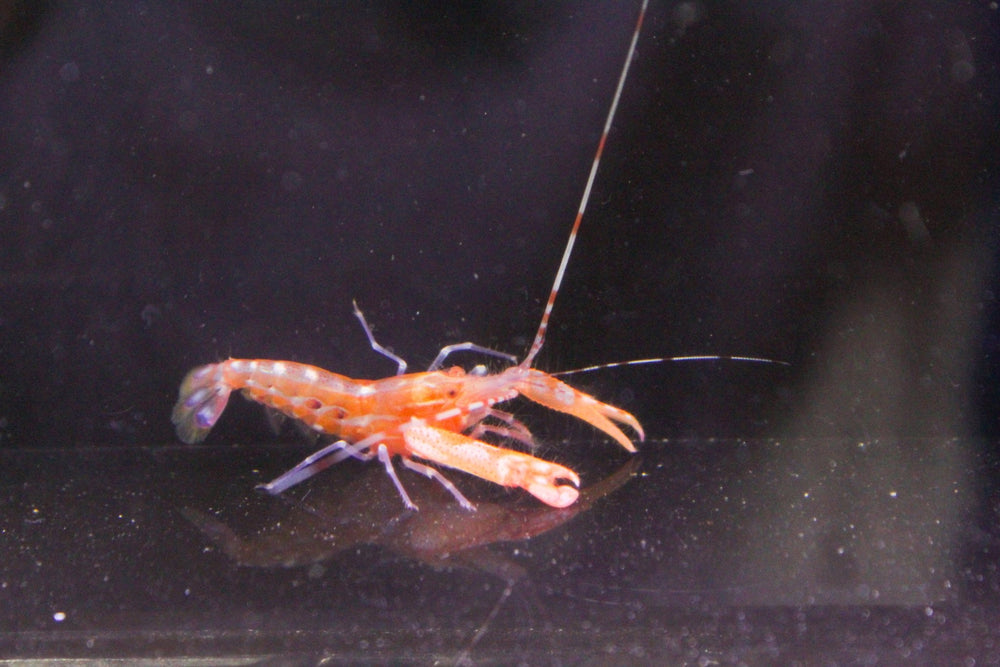 wholesale_coral - saltwater_fish saltwater_coral - rare corals - coralsdepot - Corals_Depot - live_corals - eye - catching - coral quality_marine_fish - quality - marine discoun