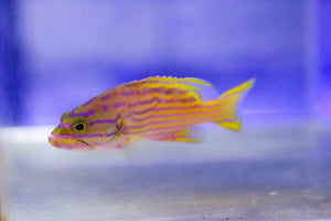 wholesale_coral - saltwater_fish saltwater_coral - rare corals - coralsdepot - Corals_Depot - live_corals - eye - catching - coral quality_marine_fish - quality - marine discoun