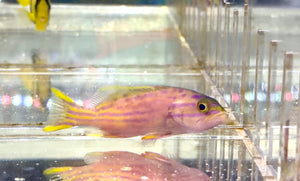 wholesale_coral - saltwater_fish saltwater_coral - rare corals - coralsdepot - Corals_Depot - live_corals - eye - catching - coral quality_marine_fish - quality - marine discoun