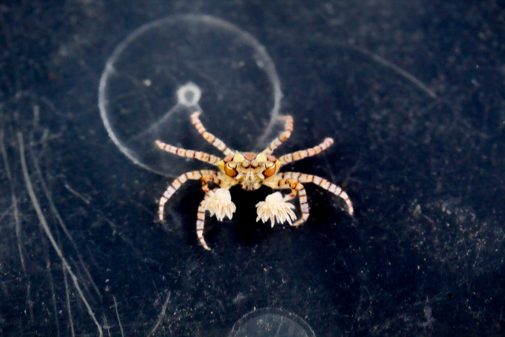 wholesale_coral - saltwater_fish saltwater_coral - rare corals - coralsdepot - Corals_Depot - live_corals - eye - catching - coral quality_marine_fish - quality - marine discoun