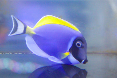 wholesale_coral - saltwater_fish saltwater_coral - rare corals - coralsdepot - Corals_Depot - live_corals - eye - catching - coral quality_marine_fish - quality - marine discoun