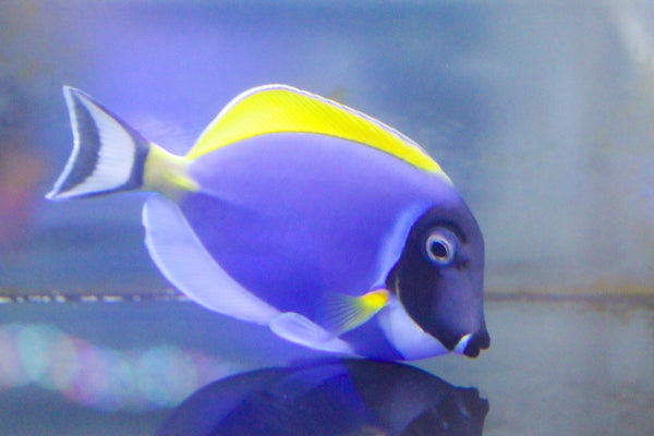 wholesale_coral - saltwater_fish saltwater_coral - rare corals - coralsdepot - Corals_Depot - live_corals - eye - catching - coral quality_marine_fish - quality - marine discoun