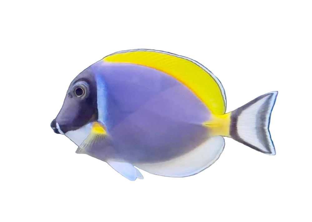 Powder Blue Tang