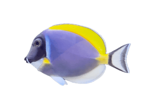 wholesale_coral - saltwater_fish saltwater_coral - rare corals - coralsdepot - Corals_Depot - live_corals - eye - catching - coral quality_marine_fish - quality - marine discoun