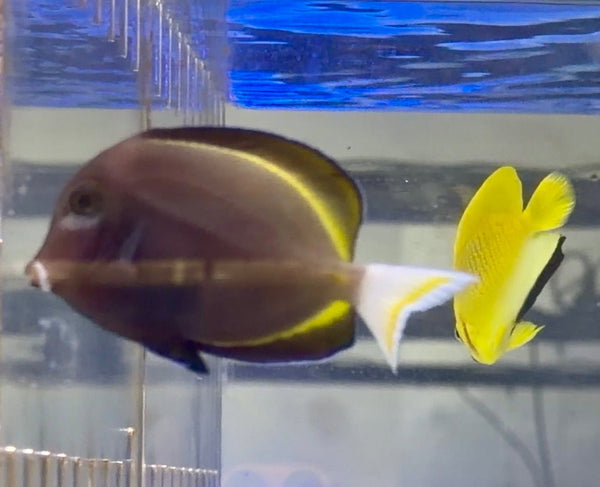 wholesale_coral - saltwater_fish saltwater_coral - rare corals - coralsdepot - Corals_Depot - live_corals - eye - catching - coral quality_marine_fish - quality - marine discoun