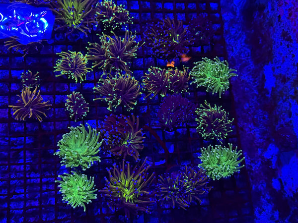 wholesale_coral - saltwater_fish saltwater_coral - rare corals - coralsdepot - Corals_Depot - live_corals - eye-catching-coral quality_marine_fish -quality-marine discoun