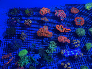 wholesale_coral - saltwater_fish saltwater_coral - rare corals - coralsdepot - Corals_Depot - live_corals - eye-catching-coral quality_marine_fish -quality-marine discoun