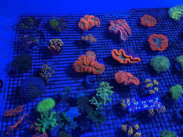 wholesale_coral - saltwater_fish saltwater_coral - rare corals - coralsdepot - Corals_Depot - live_corals - eye-catching-coral quality_marine_fish -quality-marine discoun