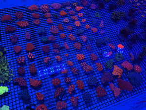 wholesale_coral - saltwater_fish saltwater_coral - rare corals - coralsdepot - Corals_Depot - live_corals - eye-catching-coral quality_marine_fish -quality-marine discoun
