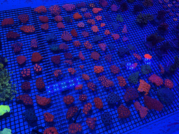 wholesale_coral - saltwater_fish saltwater_coral - rare corals - coralsdepot - Corals_Depot - live_corals - eye-catching-coral quality_marine_fish -quality-marine discoun