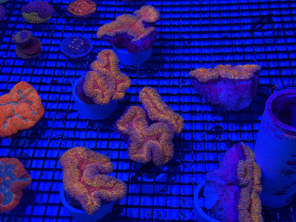 wholesale_coral - saltwater_fish saltwater_coral - rare corals - coralsdepot - Corals_Depot - live_corals - eye-catching-coral quality_marine_fish -quality-marine discoun