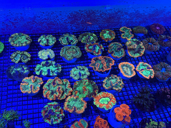 wholesale_coral - saltwater_fish saltwater_coral - rare corals - coralsdepot - Corals_Depot - live_corals - eye-catching-coral quality_marine_fish -quality-marine discoun