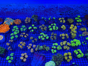 wholesale_coral - saltwater_fish saltwater_coral - rare corals - coralsdepot - Corals_Depot - live_corals - eye-catching-coral quality_marine_fish -quality-marine discoun
