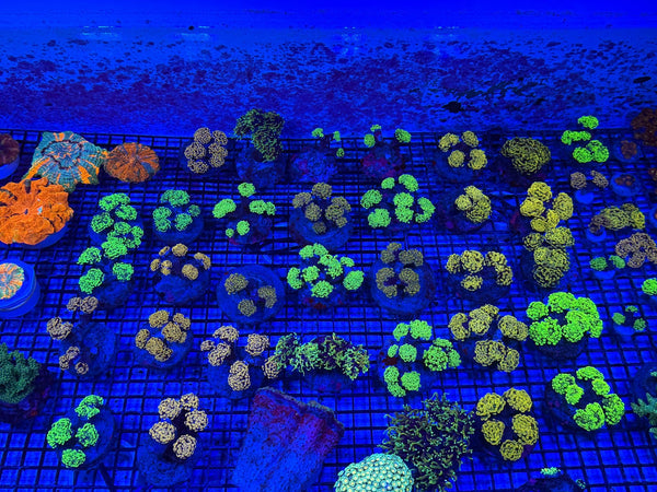 wholesale_coral - saltwater_fish saltwater_coral - rare corals - coralsdepot - Corals_Depot - live_corals - eye-catching-coral quality_marine_fish -quality-marine discoun