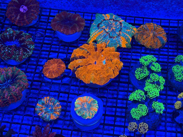 wholesale_coral - saltwater_fish saltwater_coral - rare corals - coralsdepot - Corals_Depot - live_corals - eye-catching-coral quality_marine_fish -quality-marine discoun