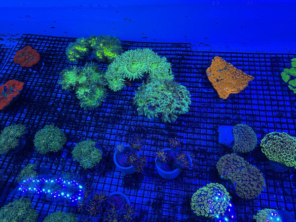wholesale_coral - saltwater_fish saltwater_coral - rare corals - coralsdepot - Corals_Depot - live_corals - eye-catching-coral quality_marine_fish -quality-marine discoun
