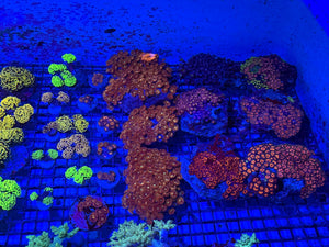 wholesale_coral - saltwater_fish saltwater_coral - rare corals - coralsdepot - Corals_Depot - live_corals - eye-catching-coral quality_marine_fish -quality-marine discoun