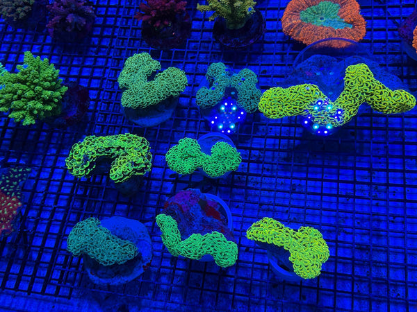 wholesale_coral - saltwater_fish saltwater_coral - rare corals - coralsdepot - Corals_Depot - live_corals - eye-catching-coral quality_marine_fish -quality-marine discoun