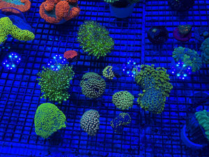 wholesale_coral - saltwater_fish saltwater_coral - rare corals - coralsdepot - Corals_Depot - live_corals - eye-catching-coral quality_marine_fish -quality-marine discoun