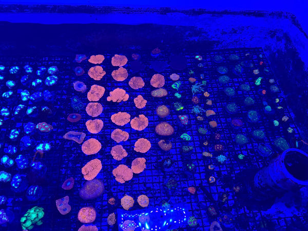 wholesale_coral - saltwater_fish saltwater_coral - rare corals - coralsdepot - Corals_Depot - live_corals - eye-catching-coral quality_marine_fish -quality-marine discoun
