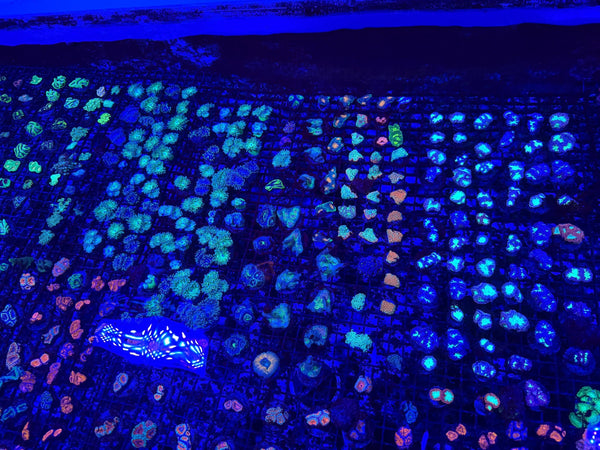 wholesale_coral - saltwater_fish saltwater_coral - rare corals - coralsdepot - Corals_Depot - live_corals - eye-catching-coral quality_marine_fish -quality-marine discoun