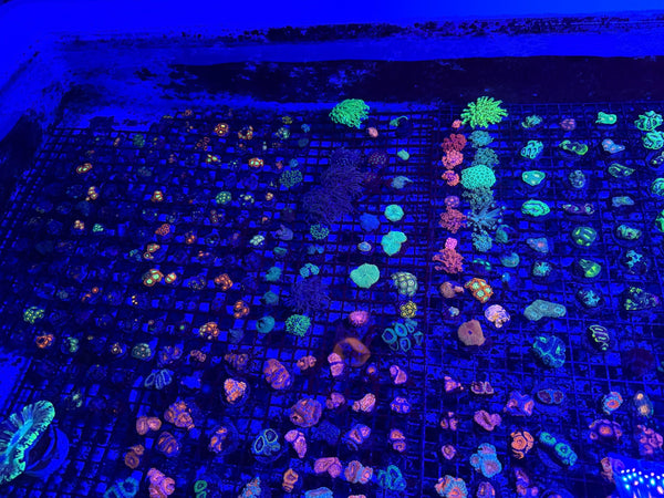 wholesale_coral - saltwater_fish saltwater_coral - rare corals - coralsdepot - Corals_Depot - live_corals - eye-catching-coral quality_marine_fish -quality-marine discoun
