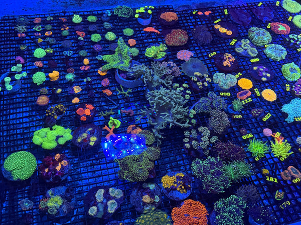 wholesale_coral - saltwater_fish saltwater_coral - rare corals - coralsdepot - Corals_Depot - live_corals - eye-catching-coral quality_marine_fish -quality-marine discoun