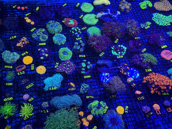 wholesale_coral - saltwater_fish saltwater_coral - rare corals - coralsdepot - Corals_Depot - live_corals - eye-catching-coral quality_marine_fish -quality-marine discoun